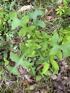 Image of hairy lettuce