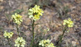 Image of Erysimum flavum (Georgi) Bobrov