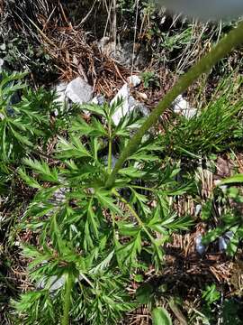 Image of Pulsatilla alpina subsp. alpina