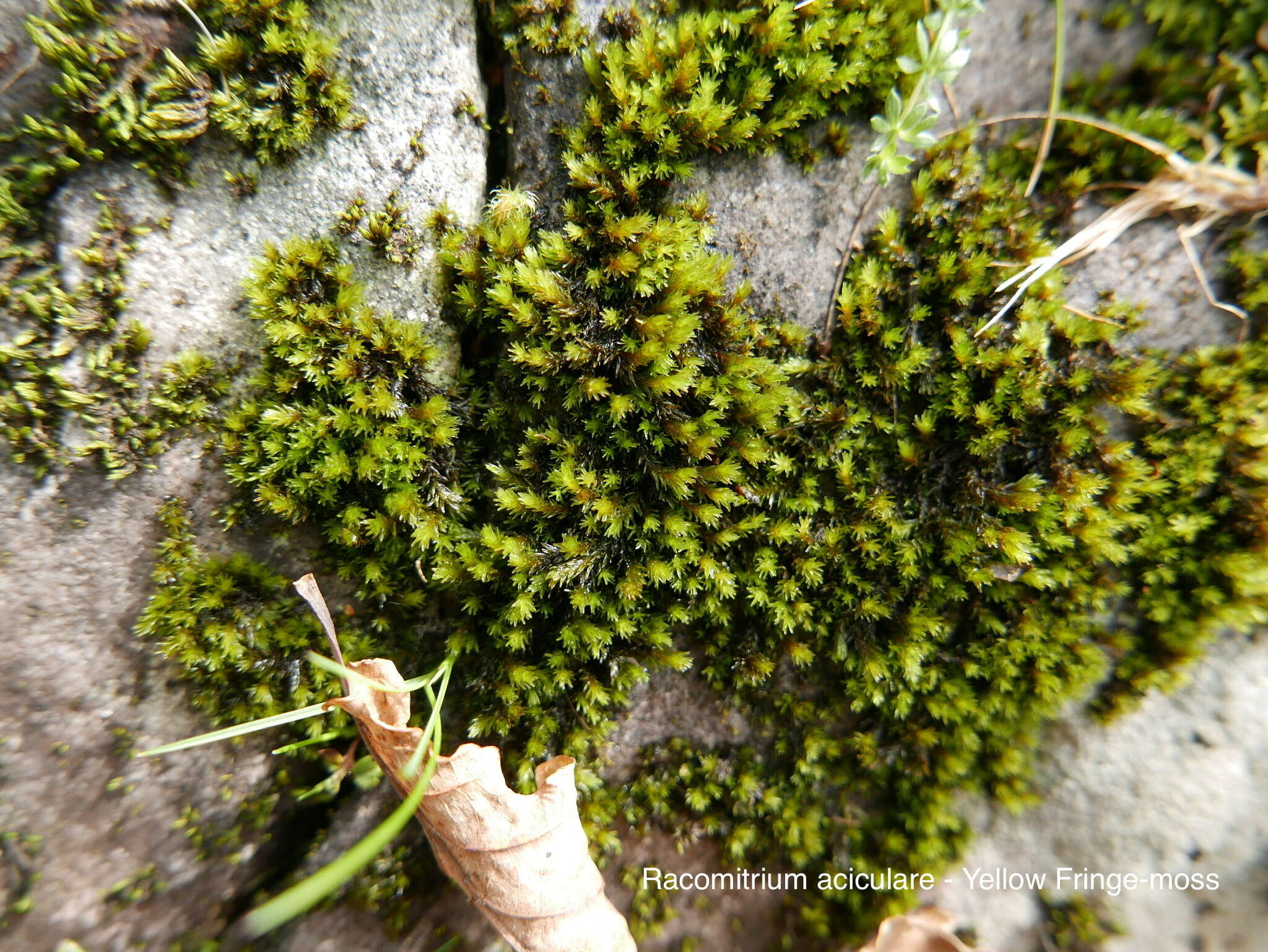 Image of racomitrium moss