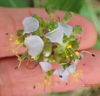 Image of Aneilema dregeanum Kunth