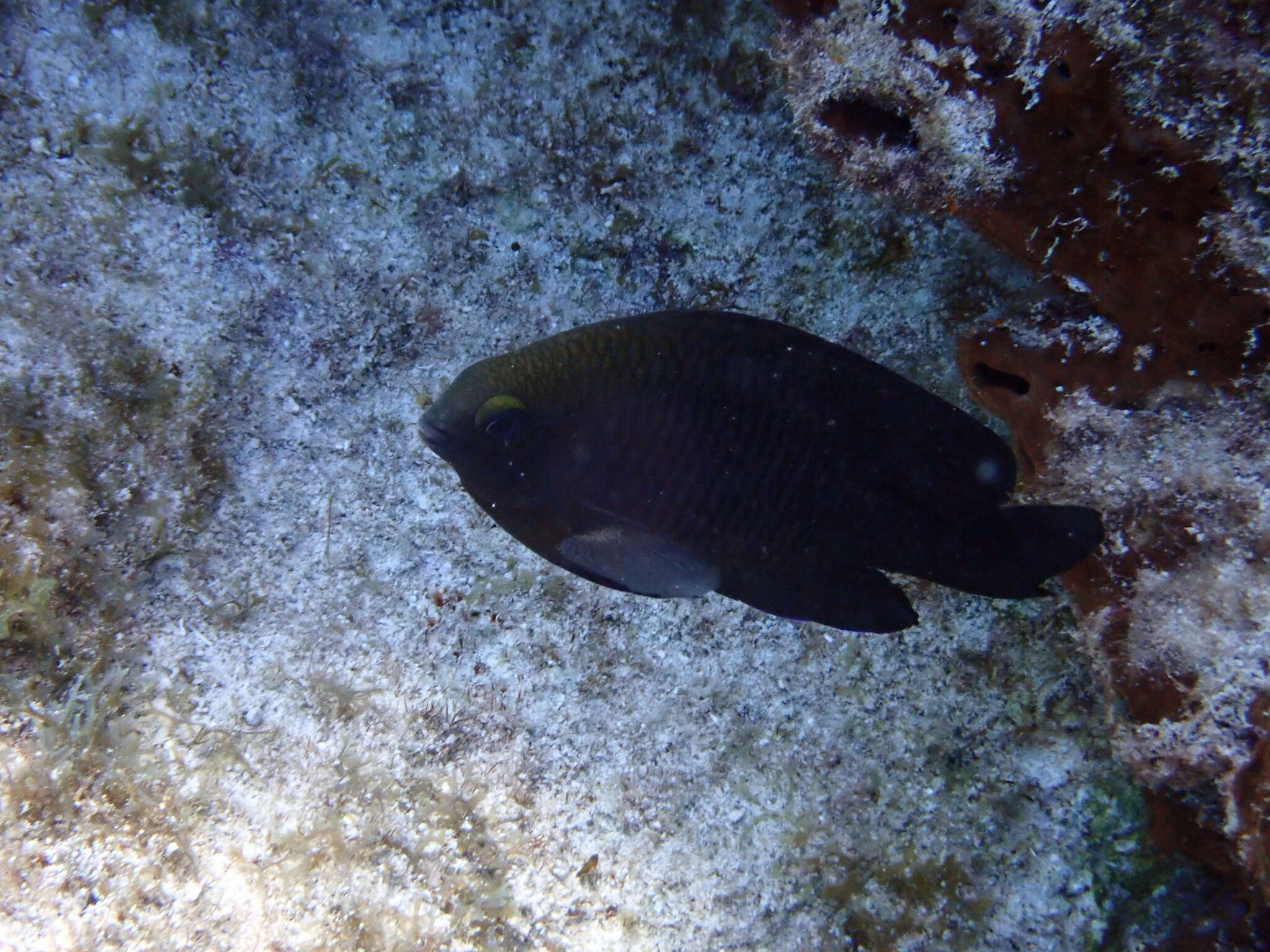 Image of Honey Damselfish