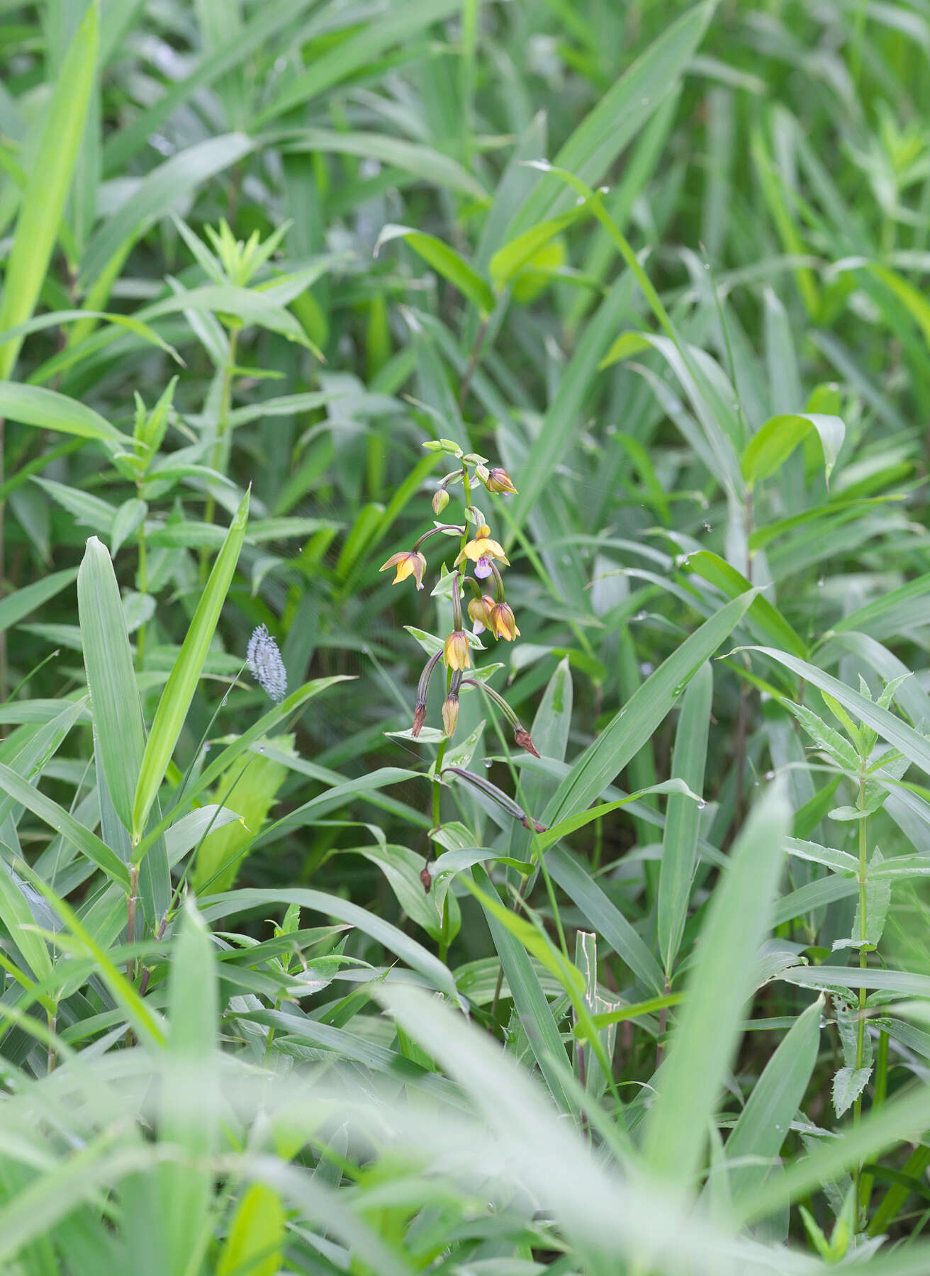 Epipactis thunbergii A. Gray resmi