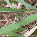 Image of Nesciothemis minor Gambles 1966