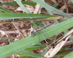 Image of Nesciothemis minor Gambles 1966