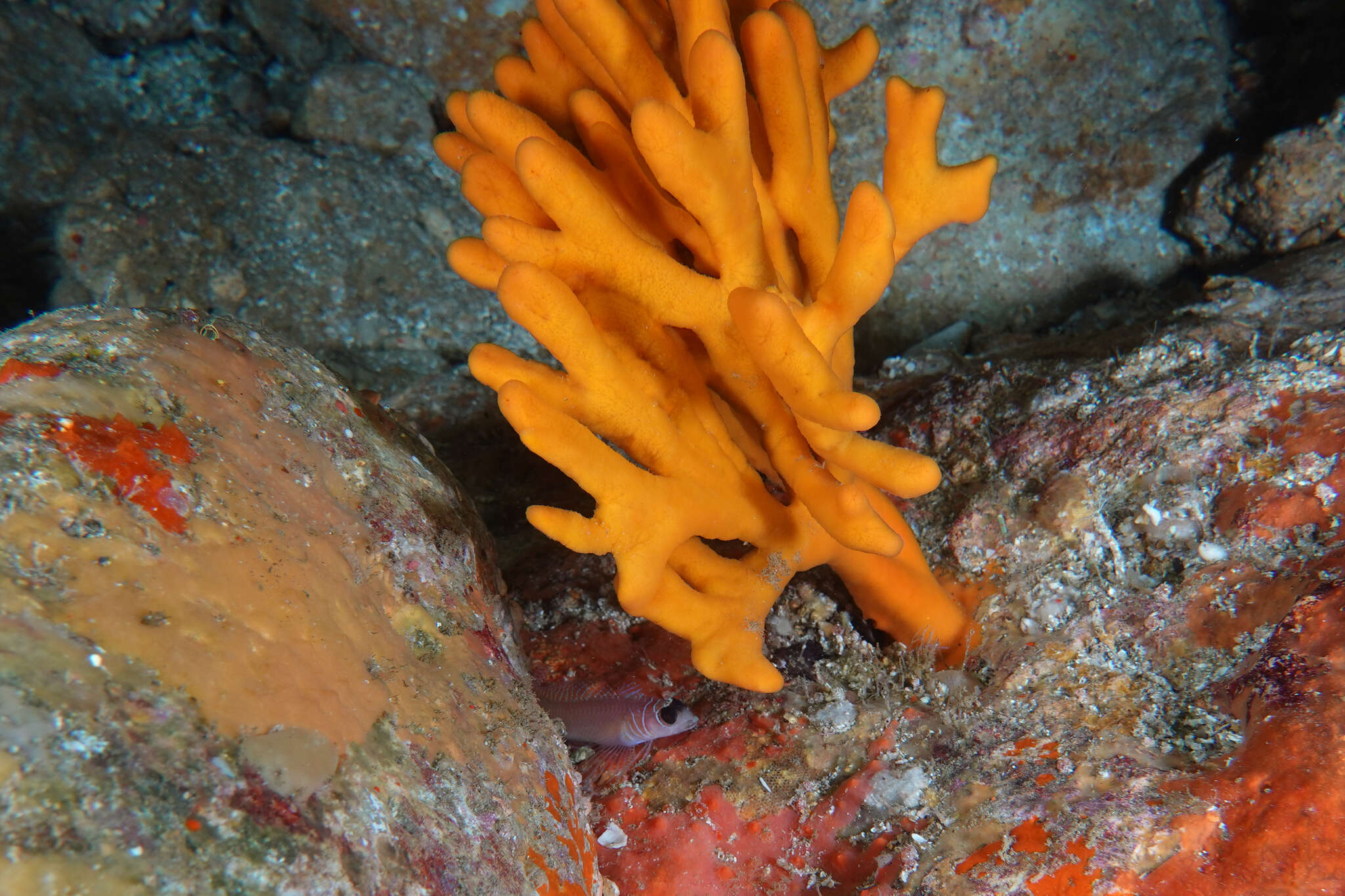 Image of Spectacled triplefin