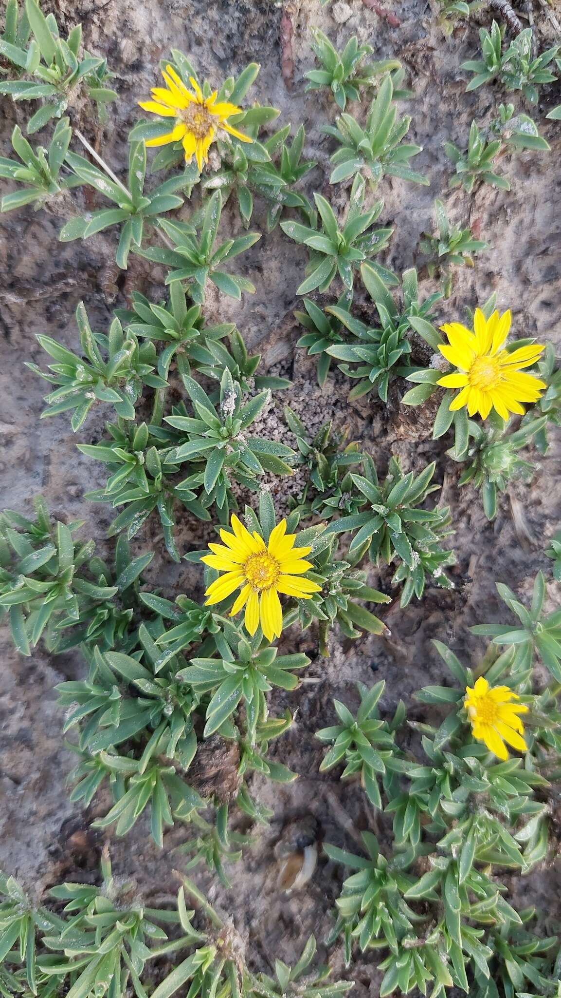 Imagem de Grindelia ragonesei Cabrera