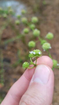 Image de Hyptis recurvata Poit.