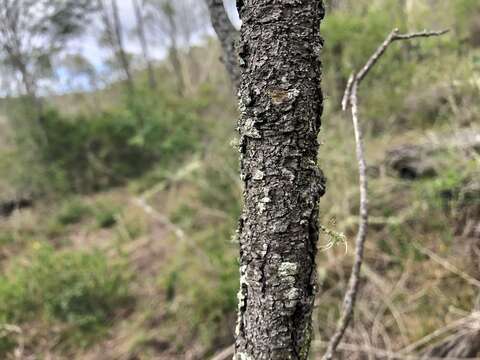 Acacia salicina Lindl. resmi