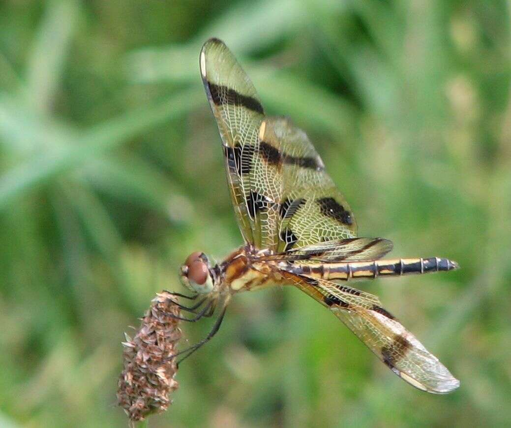 Celithemis eponina (Drury 1773) resmi