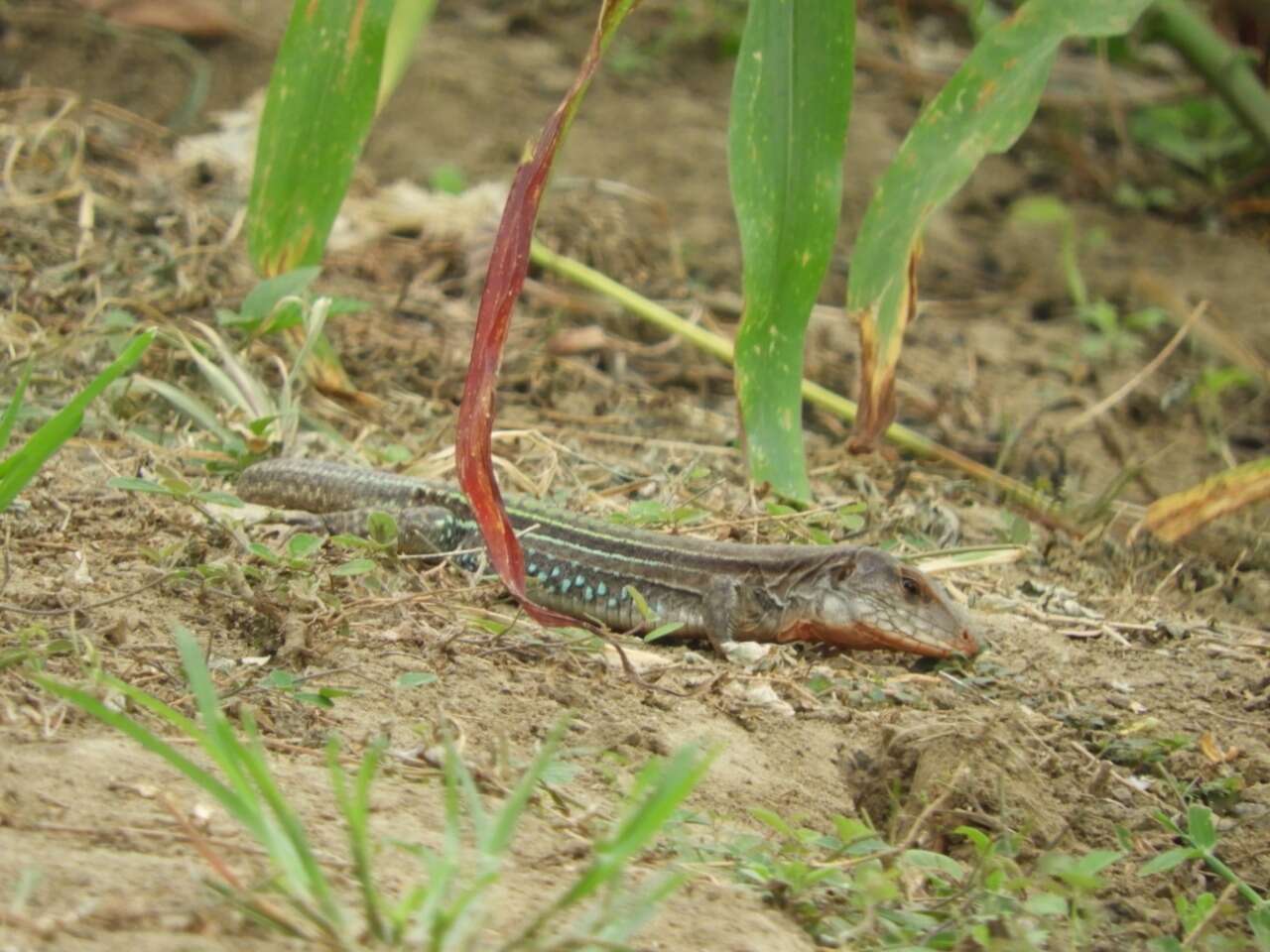 Image of Ameiva bifrontata divisa (Fischer 1879)