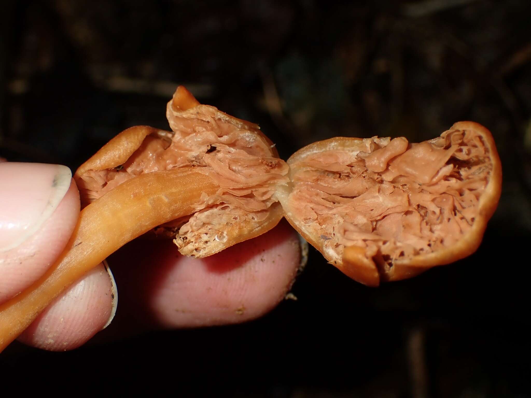 Image of Macrocystidia reducta E. Horak & Capellano 1980