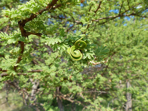 Vachellia tortilis subsp. heteracantha (Burch.) Kyal. & Boatwr.的圖片