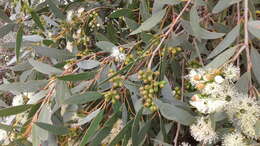 Image of Eucalyptus diversifolia subsp. diversifolia