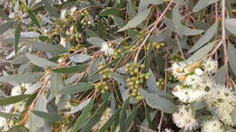 Imagem de Eucalyptus diversifolia subsp. diversifolia