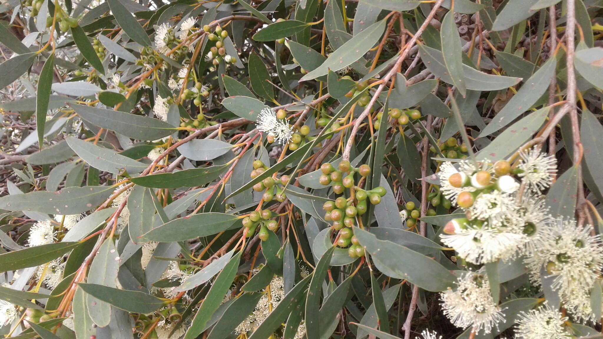 Image of Eucalyptus diversifolia subsp. diversifolia