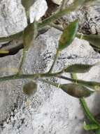 Image of Draba aizoides subsp. aizoides