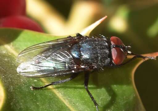 Image de Protocalliphora azurea (Fallen 1817)