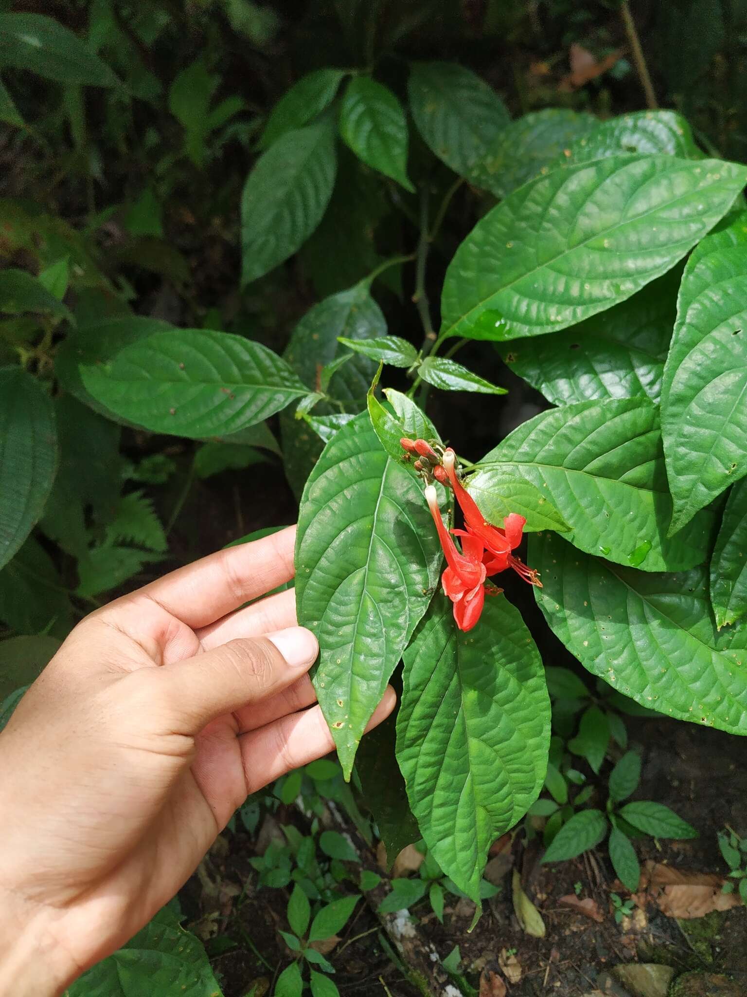 Image of Ruellia humboldtiana (Nees) Lindau