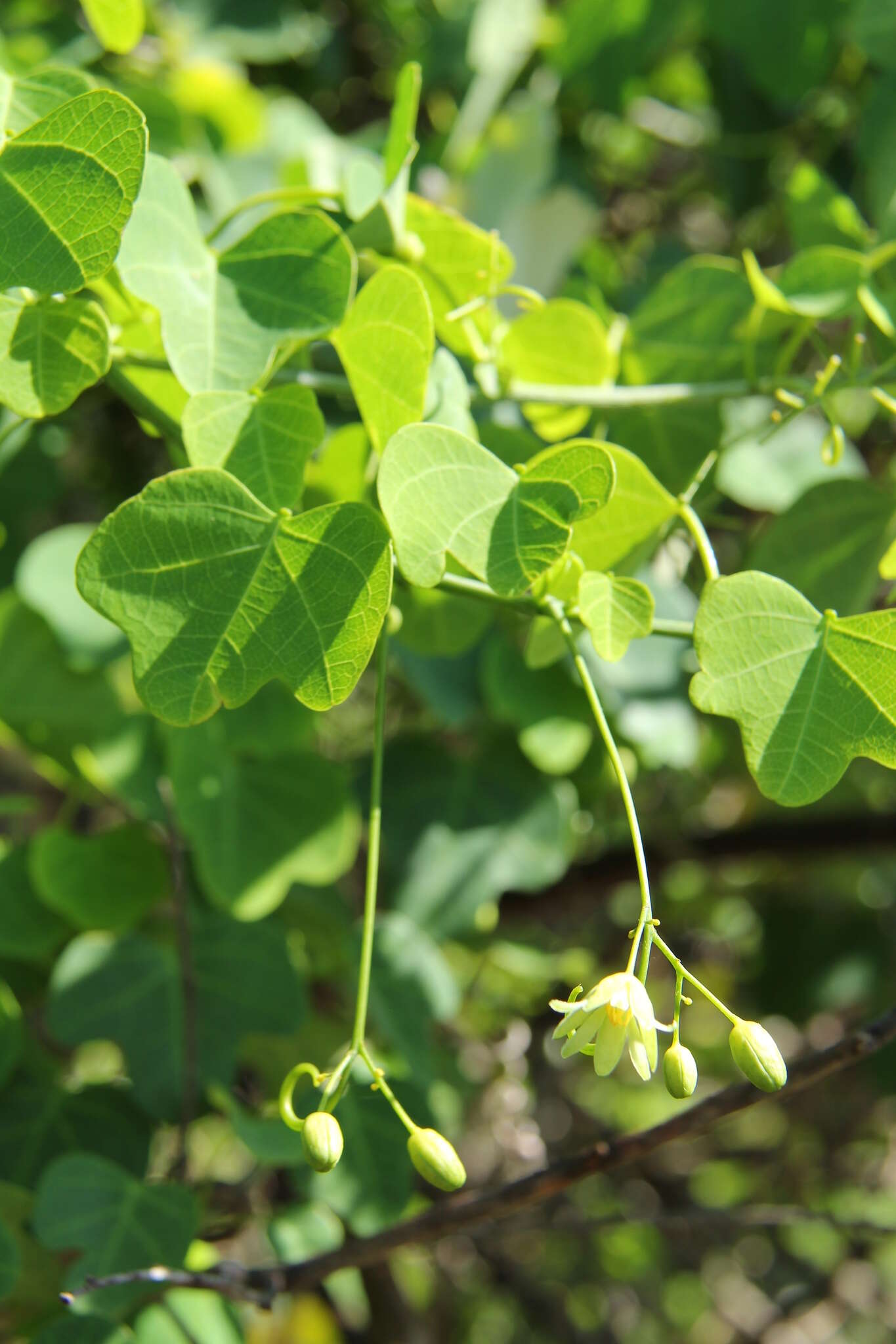 Imagem de Adenia cissampeloides (Planch. ex Hook.) Harms