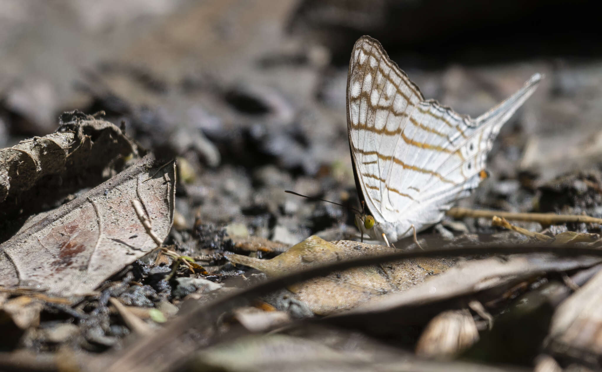 Image of Dappled Daggerwing