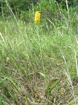 Platanthera integra (Nutt.) A. Gray ex L. C. Beck的圖片