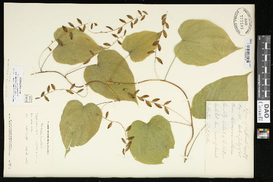 Image of wild yam