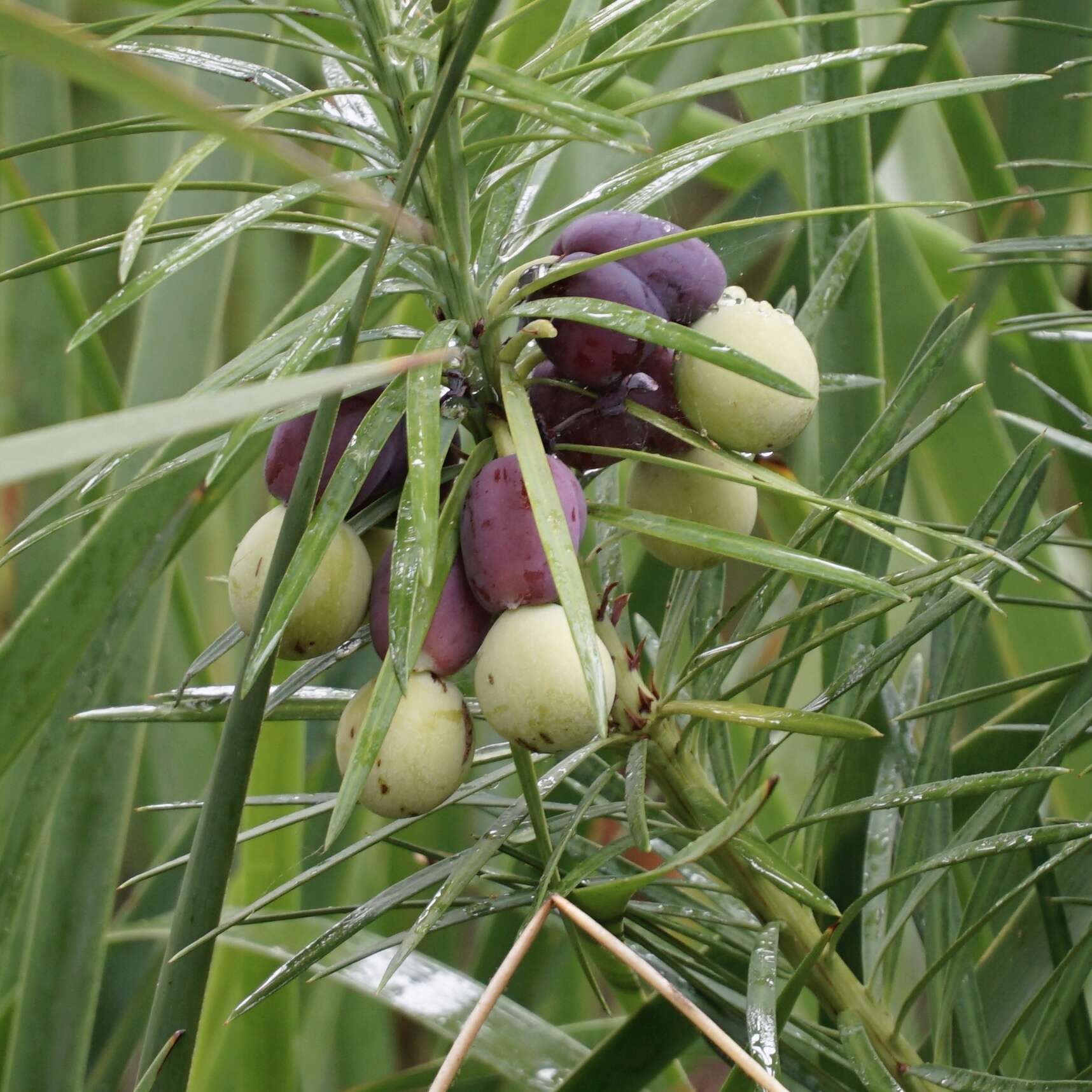 Image of Emu Berry