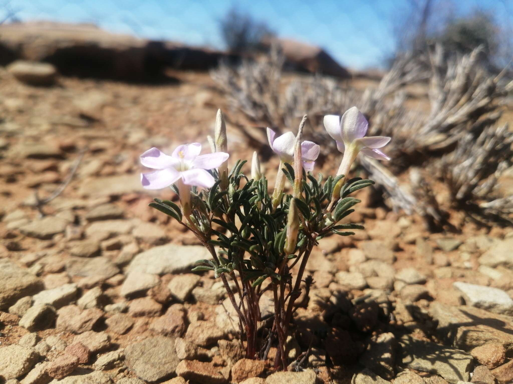 Sivun Oxalis primuloides Knuth kuva