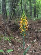 Image de Platanthera cristata (Michx.) Lindl.