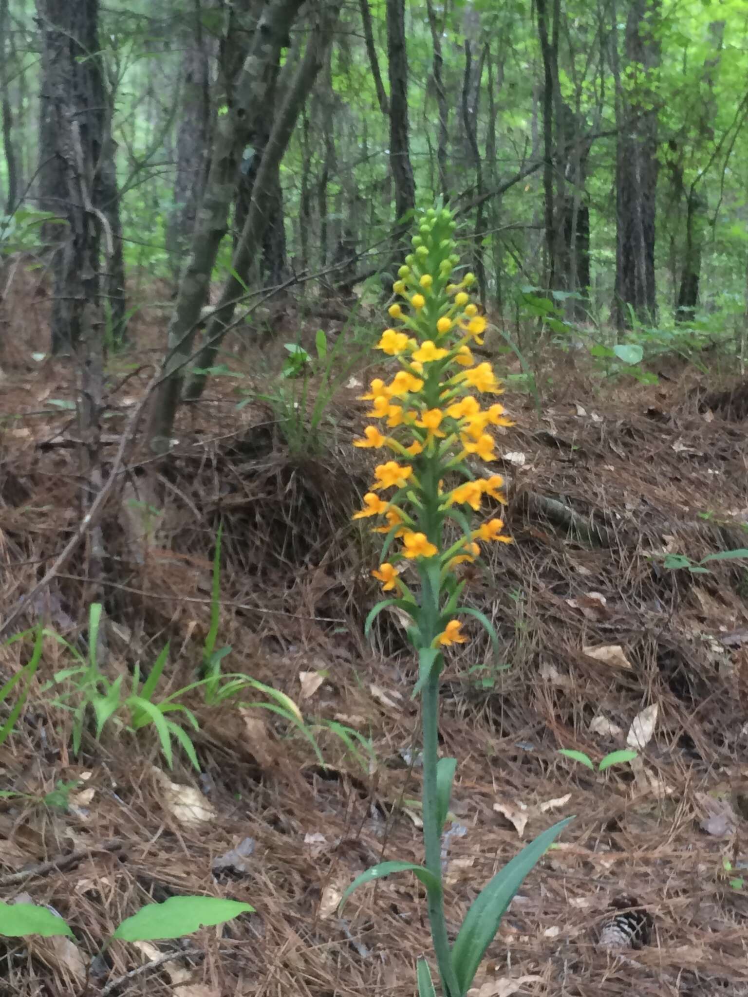 Image de Platanthera cristata (Michx.) Lindl.