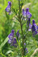 Sivun Aconitum sachalinense F. Schmidt kuva