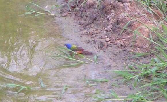 Image of Painted Bunting