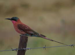 Imagem de Merops nubicoides Des Murs & Pucheran 1846