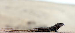 Image of Peru Pacific Iguana