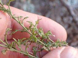 Imagem de Perityle coronopifolia A. Gray