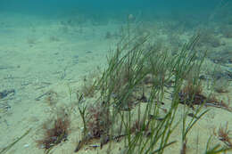 Image of Zostera nigricaulis (J. Kuo) S. W. L. Jacobs & Les