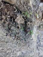 Sivun Oxalis campylorhiza Salter kuva