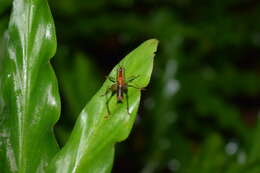 Image of Conocephalus (Anisoptera) signatus (Redtenbacher 1891)