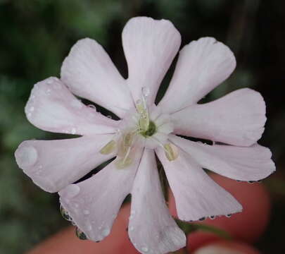 Image of Silene undulata subsp. undulata