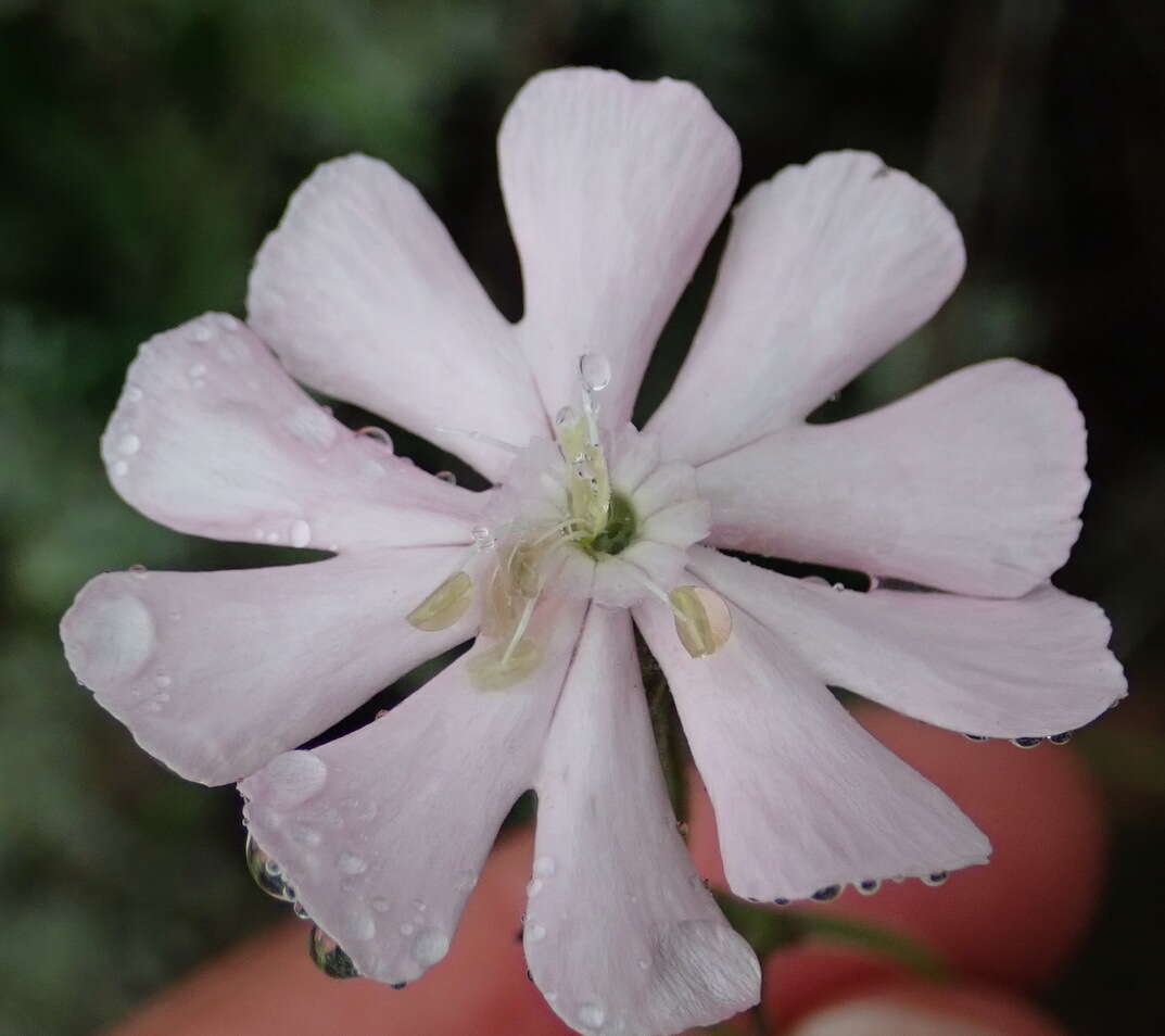 Imagem de Silene undulata subsp. undulata