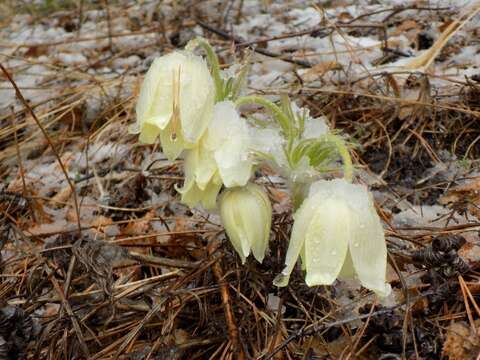 Image of eastern pasqueflower