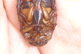 Image of Understriped Diving Beetle