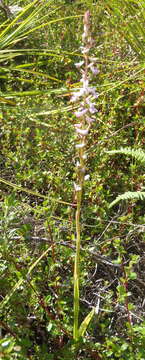 Disa aconitoides subsp. aconitoides resmi