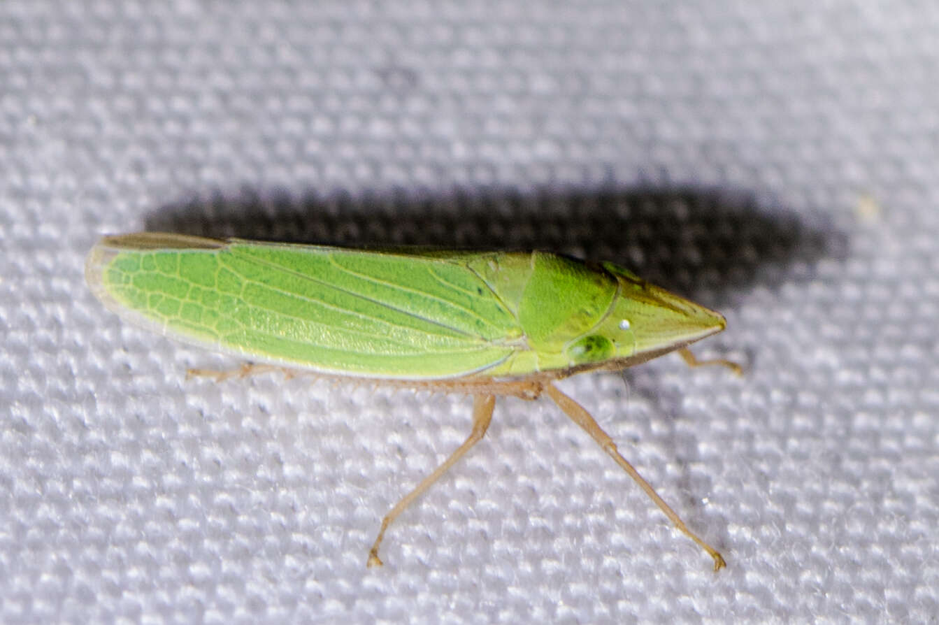 Image of Leafhopper