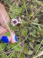 Phyla nodiflora var. nodiflora resmi