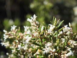 Image of Agiortia pedicellata (C. T. White) Quinn