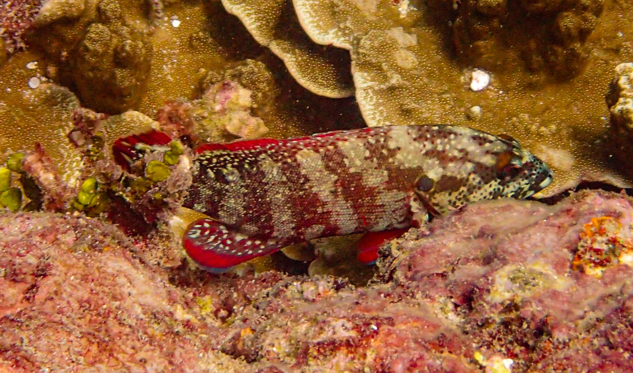 Cephalopholis urodeta (Forster 1801) resmi