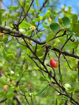 Image of Erythroxylum australe F. Müll.