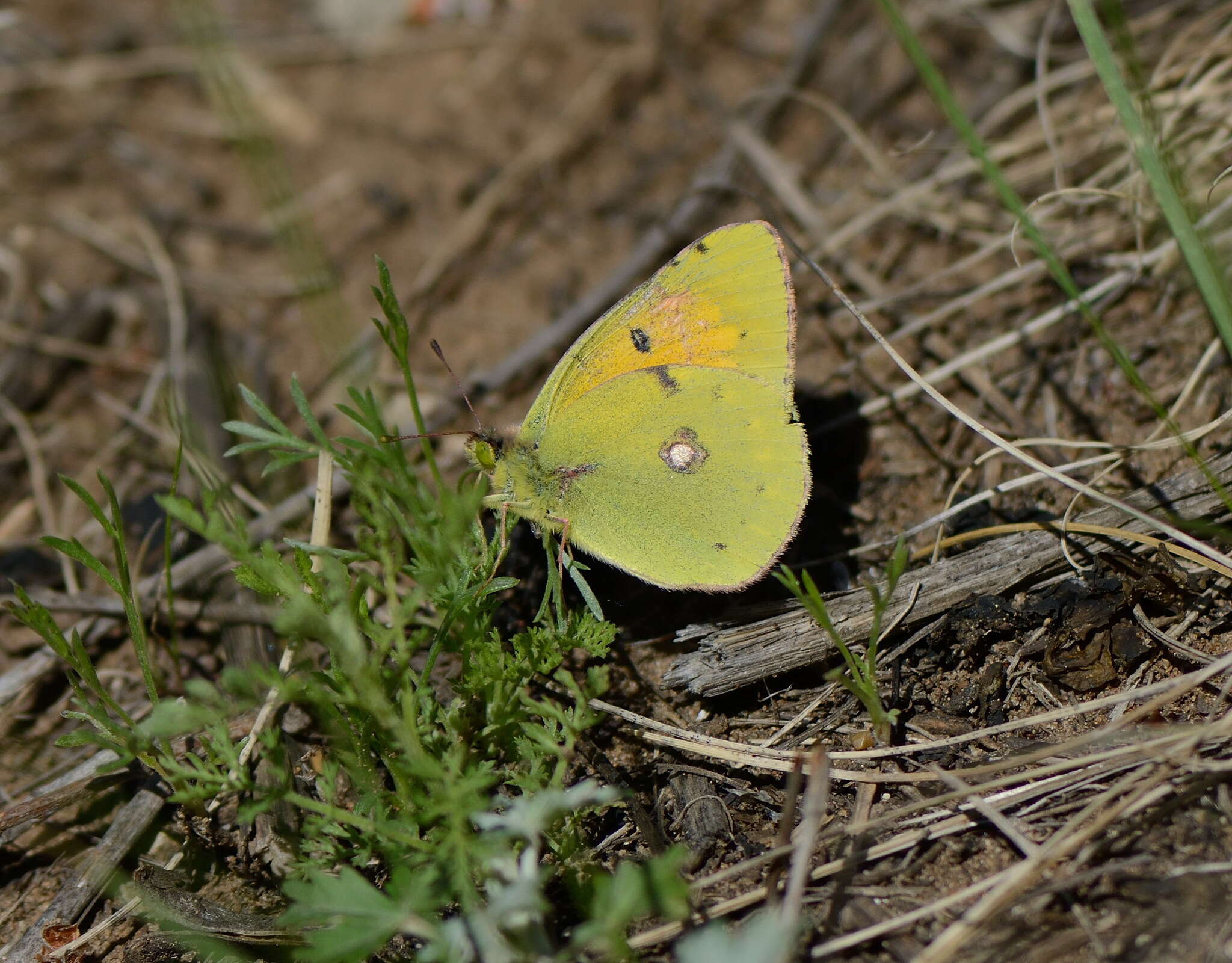 Plancia ëd Colias myrmidone (Esper 1781)